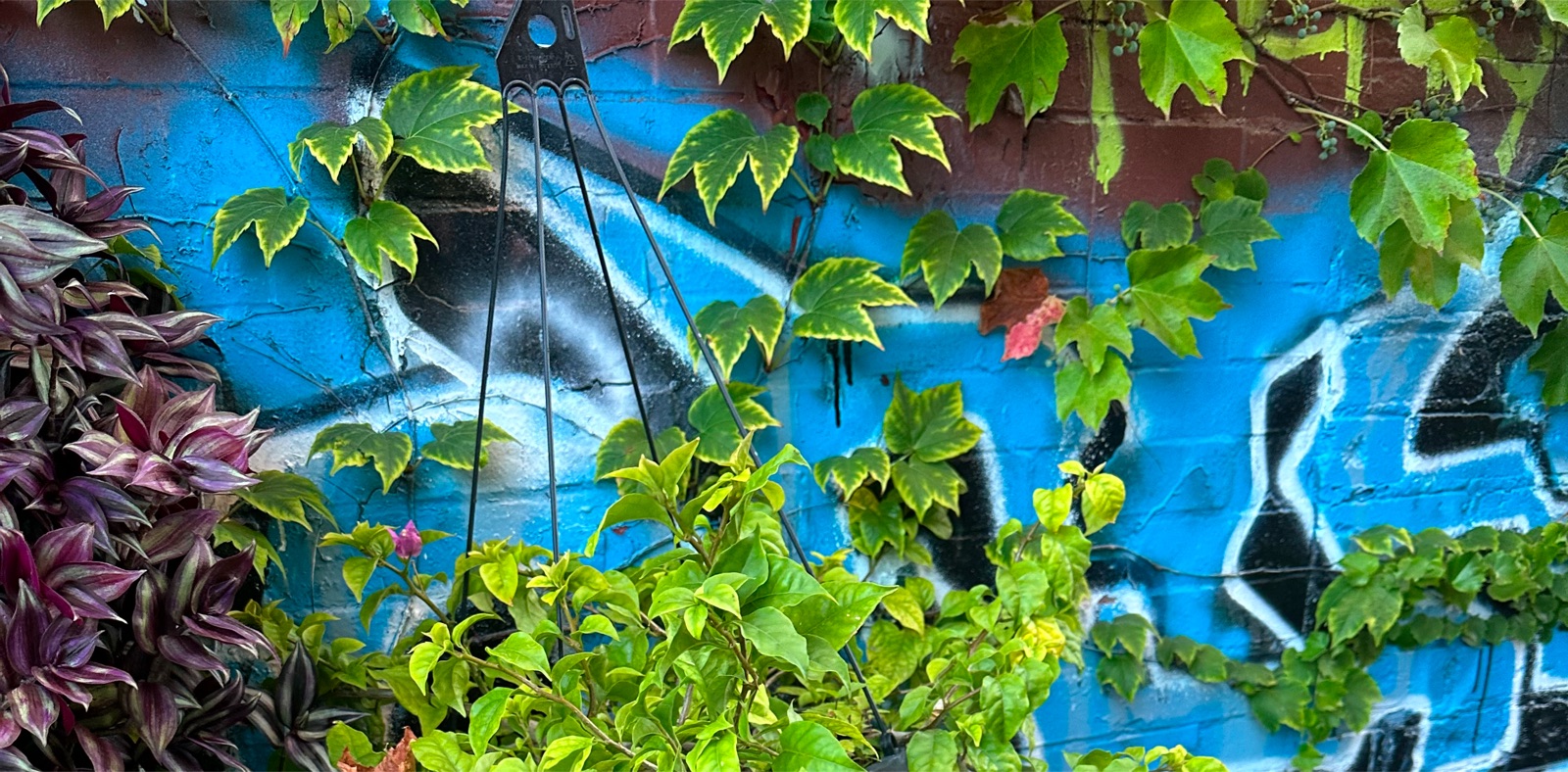 Green vines and hanging plants growing over a blue graffiti-covered wall in Mile End
